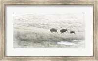Framed Buffalo Stampede