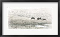 Framed Buffalo Stampede