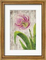 Framed Tulips I