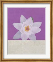 Framed Water Lily