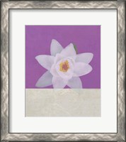 Framed Water Lily
