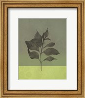 Framed Green Leaves