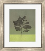 Framed Green Leaves