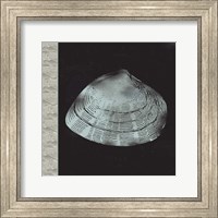 Framed Seashell