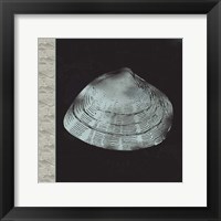 Framed Seashell