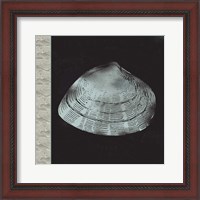 Framed Seashell