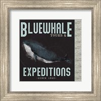Framed Blue Whale Tours
