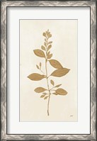 Framed Botanical Study VIII Gold