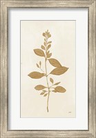 Framed Botanical Study VIII Gold