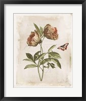 Antiquarian Blooms VI Framed Print