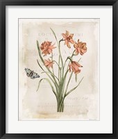 Antiquarian Blooms V Framed Print