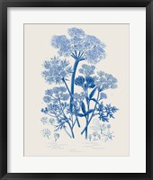 Flowering Plants VI Mid Blue Framed Print