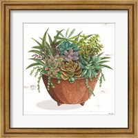 Framed Terracotta Succulents I