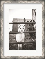 Framed Donkeys