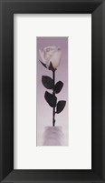 Framed Long Stem Rose