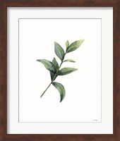 Framed Eucalyptus III