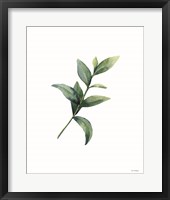 Eucalyptus III Framed Print