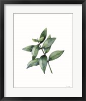 Eucalyptus IV Framed Print