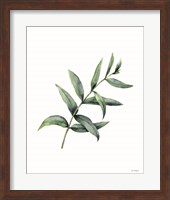 Framed Eucalyptus V