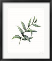 Eucalyptus V Framed Print