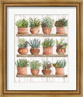 Framed Succulents on Shelves