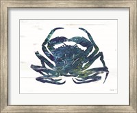 Framed Blue Coastal Crab