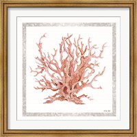 Framed Pink Coastal Coral I