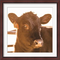 Framed Baby Cow I