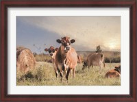 Framed Cow Photobomb