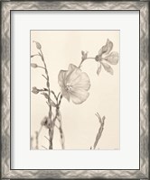 Framed Faded Flower II