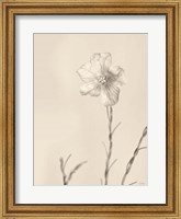 Framed Faded Flower III