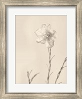 Framed Faded Flower III