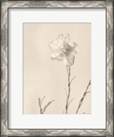 Framed Faded Flower III