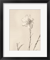 Framed Faded Flower III