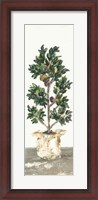 Framed Olive Tree