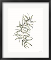 Eucalyptus I Framed Print