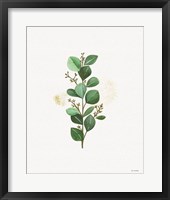 Eucalyptus II Framed Print
