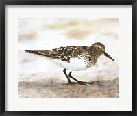 Framed Sandpiper 1