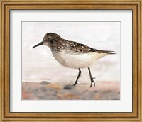 Framed Sandpiper 2