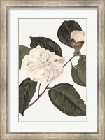 Framed White Botanical I