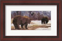Framed Montana Bears