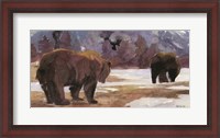 Framed Montana Bears