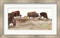 Framed Montana Buffalo