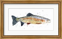Framed Watercolor Rainbow Trout I