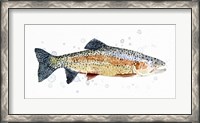 Framed Watercolor Rainbow Trout I