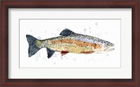 Framed Watercolor Rainbow Trout I