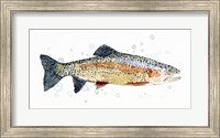Framed Watercolor Rainbow Trout I