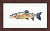 Framed Watercolor Rainbow Trout II