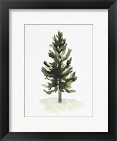 Framed Watercolor Pine I