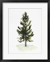 Framed Watercolor Pine I